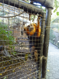 Golden-headed Lion Tamarin at BestZoo