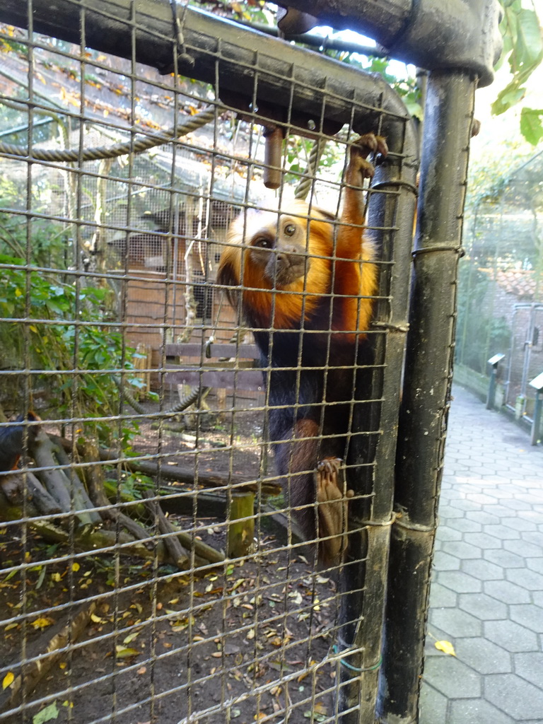 Golden-headed Lion Tamarin at BestZoo