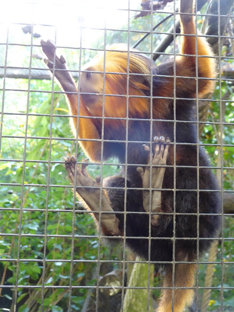 Golden-headed Lion Tamarin at BestZoo