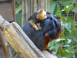 Golden-headed Lion Tamarins at BestZoo