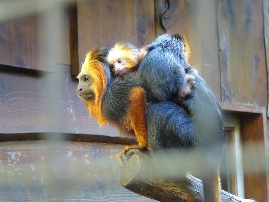 Golden-headed Lion Tamarins at BestZoo