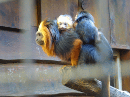 Golden-headed Lion Tamarins at BestZoo