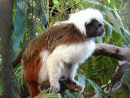 Cotton-top Tamarin at BestZoo