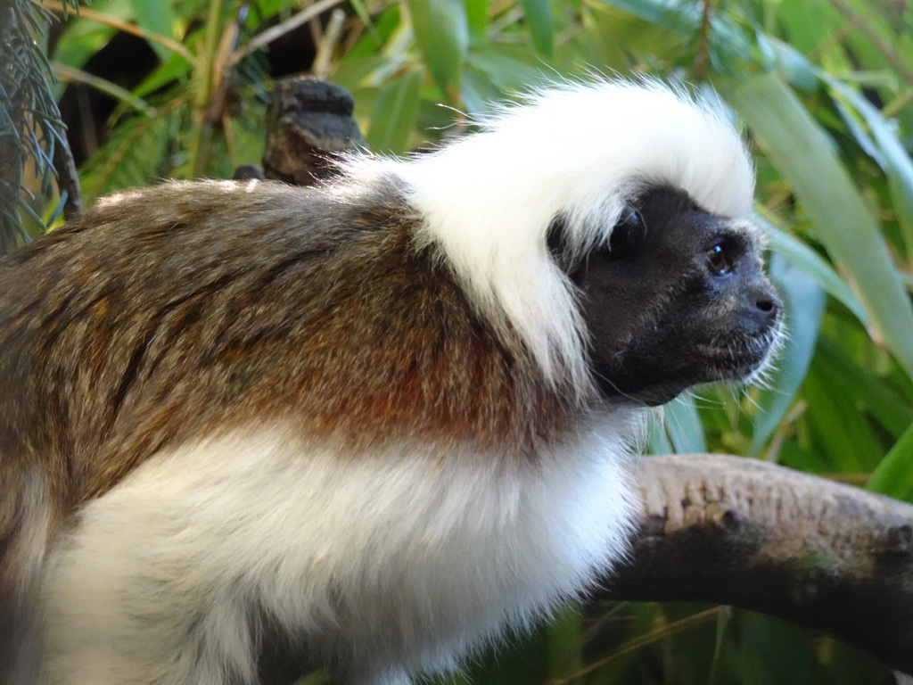 Cotton-top Tamarin at BestZoo