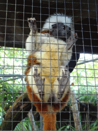 Cotton-top Tamarin at BestZoo