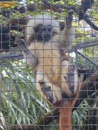 Cotton-top Tamarin at BestZoo