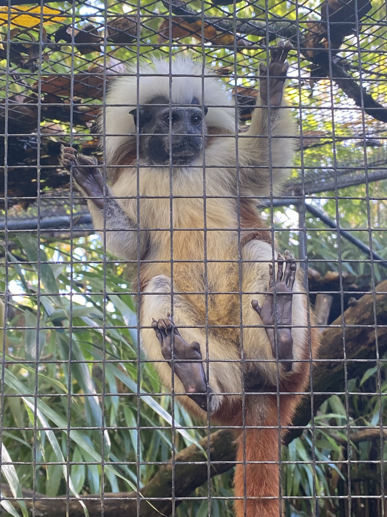 Cotton-top Tamarin at BestZoo