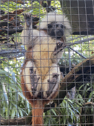 Cotton-top Tamarin at BestZoo