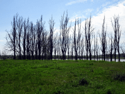 Trees at the Jantjesplaat polder, viewed from the parking lot at the Deeneplaatweg street