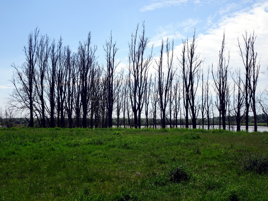 Trees at the Jantjesplaat polder, viewed from the parking lot at the Deeneplaatweg street