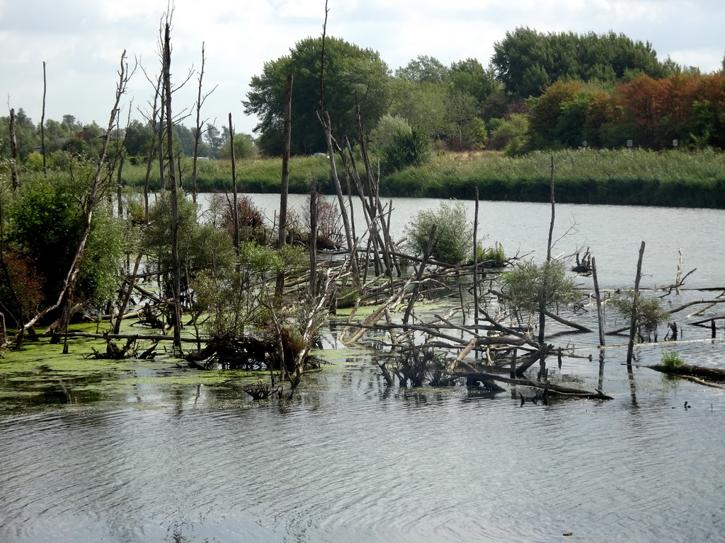 Trees in the Gat van den Kleinen Hil lake, viewed from the main parking lot of the Biesbosch MuseumEiland