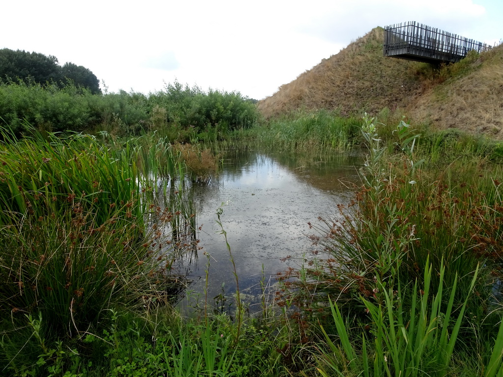 Pond in front of the Biesbosch MuseumEiland