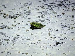 Frog in a pond in front of the Biesbosch MuseumEiland