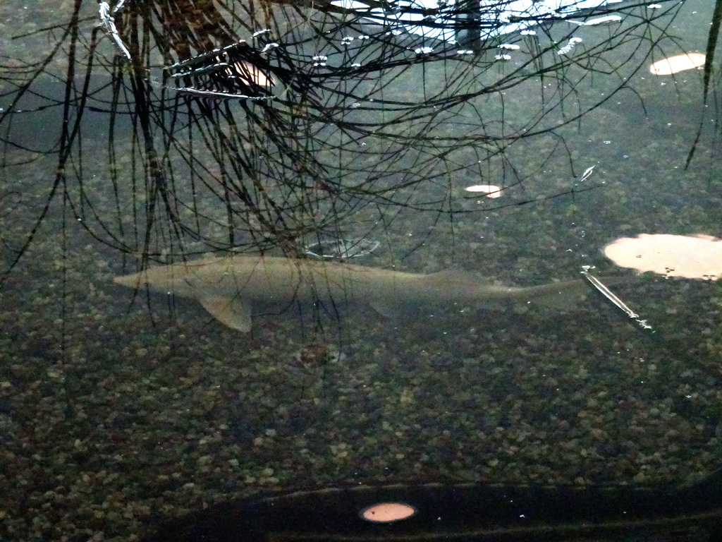 Fish in the lobby of the Biesbosch MuseumEiland