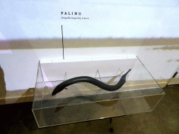 Stuffed Eel at the Biesbosch MuseumEiland, with explanation
