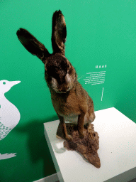Stuffed Hare at the Biesbosch MuseumEiland, with explanation