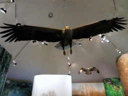 Stuffed Eagles at the Biesbosch MuseumEiland
