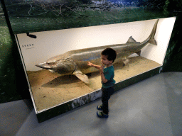 Max with a stuffed Sturgeon at the Biesbosch MuseumEiland, with explanation
