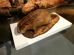 Stuffed Beaver at the Biesbosch MuseumEiland, with explanation