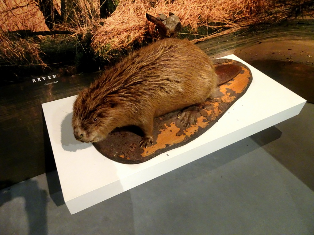 Stuffed Beaver at the Biesbosch MuseumEiland, with explanation