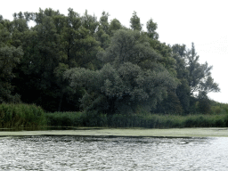 Trees along the Gat van den Kleinen Hil lake, viewed from the Fluistertocht tour boat