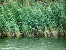 Reed along the Gat van den Kleinen Hil lake, viewed from the Fluistertocht tour boat