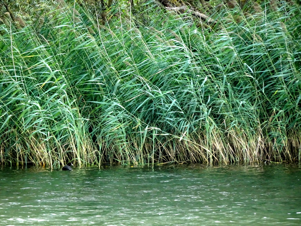 Reed along the Gat van den Kleinen Hil lake, viewed from the Fluistertocht tour boat