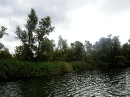 Trees and reed along the Gat van den Kleinen Hil lake, viewed from the Fluistertocht tour boat