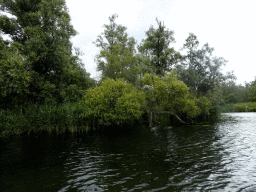 Trees and reed along the Gat van den Kleinen Hil lake, viewed from the Fluistertocht tour boat