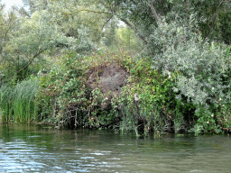 Plants and holes along the Sloot Beneden Petrus creek, viewed from the Fluistertocht tour boat