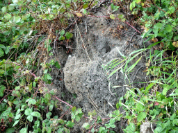 Holes along the Sloot Beneden Petrus creek, viewed from the Fluistertocht tour boat