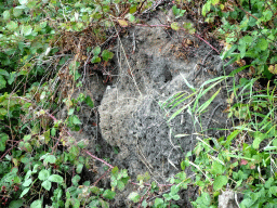 biesbosch_2_050 - 550 kb - 1024x768 - Holes along the Sloot Beneden Petrus creek, viewed from the Fluistertocht tour boat Holes along the Sloot Beneden Petrus creek, viewed from the Fluistertocht tour boat