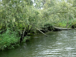 Plants and broken tree along the Sloot Beneden Petrus creek, viewed from the Fluistertocht tour boat