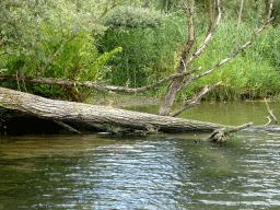 Plants and broken tree along the Sloot Beneden Petrus creek, viewed from the Fluistertocht tour boat