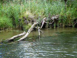Plants and broken tree along the Sloot Beneden Petrus creek, viewed from the Fluistertocht tour boat