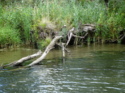 biesbosch_2_053 - 530 kb - 1024x768 - Plants and broken tree along the Sloot Beneden Petrus creek, viewed from the Fluistertocht tour boat Plants and broken tree along the Sloot Beneden Petrus creek, viewed from the Fluistertocht tour boat
