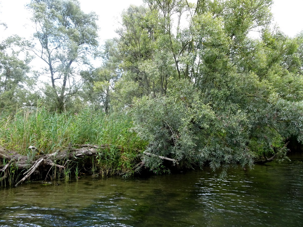 Trees and plants along the Sloot Beneden Petrus creek, viewed from the Fluistertocht tour boat