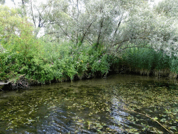 Trees and plants along the Sloot Beneden Petrus creek, viewed from the Fluistertocht tour boat