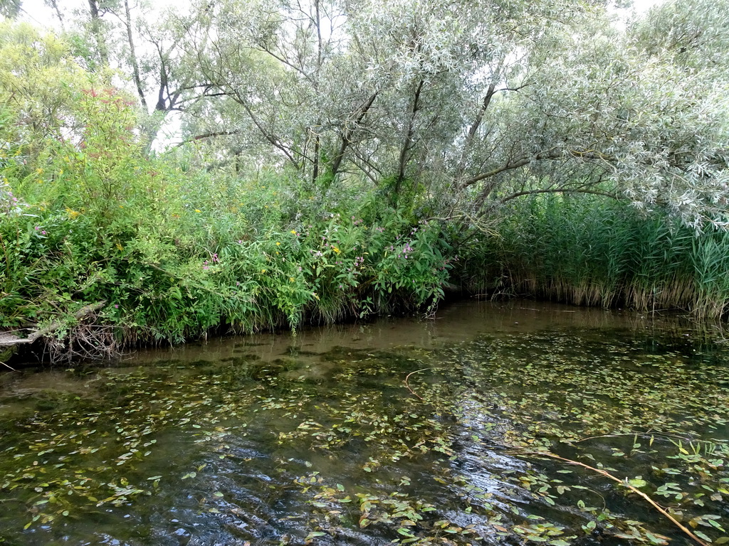 Trees and plants along the Sloot Beneden Petrus creek, viewed from the Fluistertocht tour boat