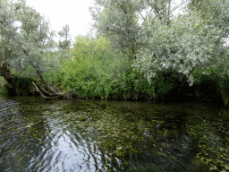 Trees and plants along the Sloot Beneden Petrus creek, viewed from the Fluistertocht tour boat