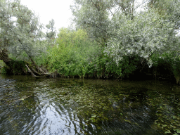 biesbosch_2_056 - 486 kb - 1024x768 - Trees and plants along the Sloot Beneden Petrus creek, viewed from the Fluistertocht tour boat Trees and plants along the Sloot Beneden Petrus creek, viewed from the Fluistertocht tour boat