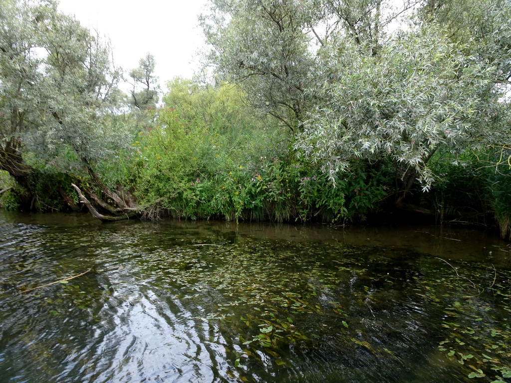 Trees and plants along the Sloot Beneden Petrus creek, viewed from the Fluistertocht tour boat