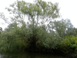 biesbosch_2_057 - 427 kb - 1024x768 - Tree along the Sloot Beneden Petrus creek, viewed from the Fluistertocht tour boat Tree along the Sloot Beneden Petrus creek, viewed from the Fluistertocht tour boat