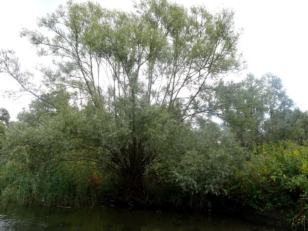 Tree along the Sloot Beneden Petrus creek, viewed from the Fluistertocht tour boat