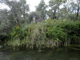 Trees and plants along the Sloot Beneden Petrus creek, viewed from the Fluistertocht tour boat