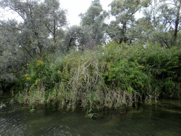 biesbosch_2_058 - 492 kb - 1024x768 - Trees and plants along the Sloot Beneden Petrus creek, viewed from the Fluistertocht tour boat Trees and plants along the Sloot Beneden Petrus creek, viewed from the Fluistertocht tour boat