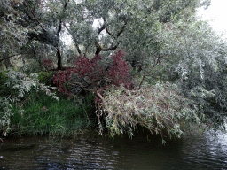 Tree along the Sloot Beneden Petrus creek, viewed from the Fluistertocht tour boat