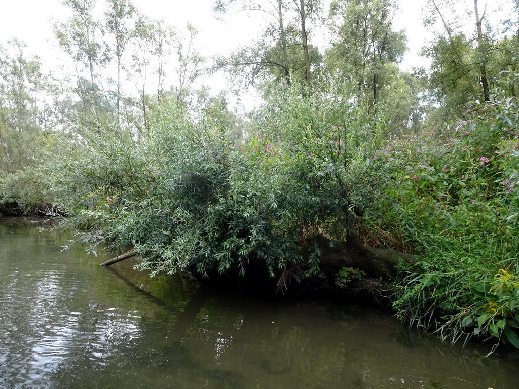 Trees and plants along the Sloot Beneden Petrus creek, viewed from the Fluistertocht tour boat