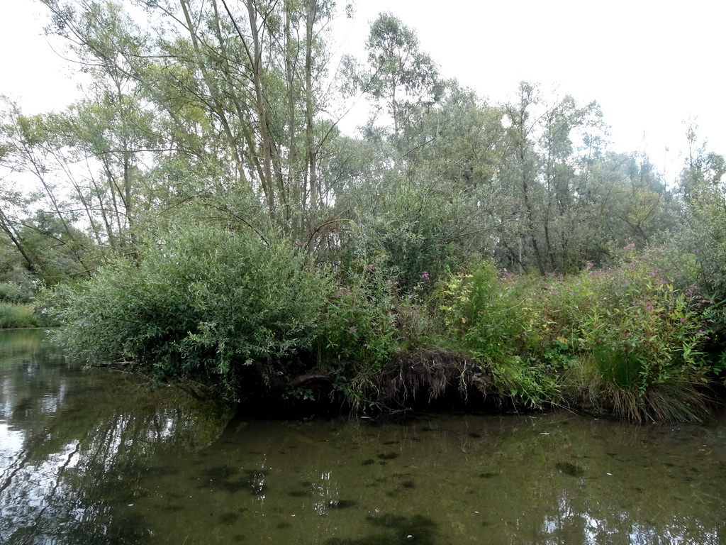 Trees and plants along the Sloot Beneden Petrus creek, viewed from the Fluistertocht tour boat