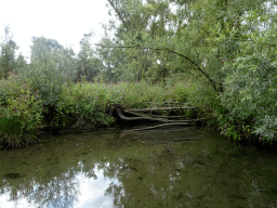 Trees and plants along the Sloot Beneden Petrus creek, viewed from the Fluistertocht tour boat